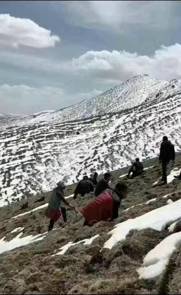 khai thác đông trùng hạ thảo trên vùng cao nguyên của dãy Himalaya